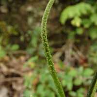 Peperomia leptostachya Hook. & Arn.